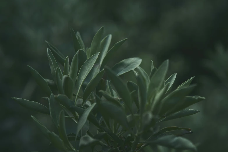 an image of some very pretty green leaves