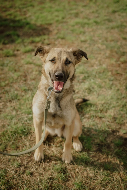 a cute brown dog panting while sitting in a field