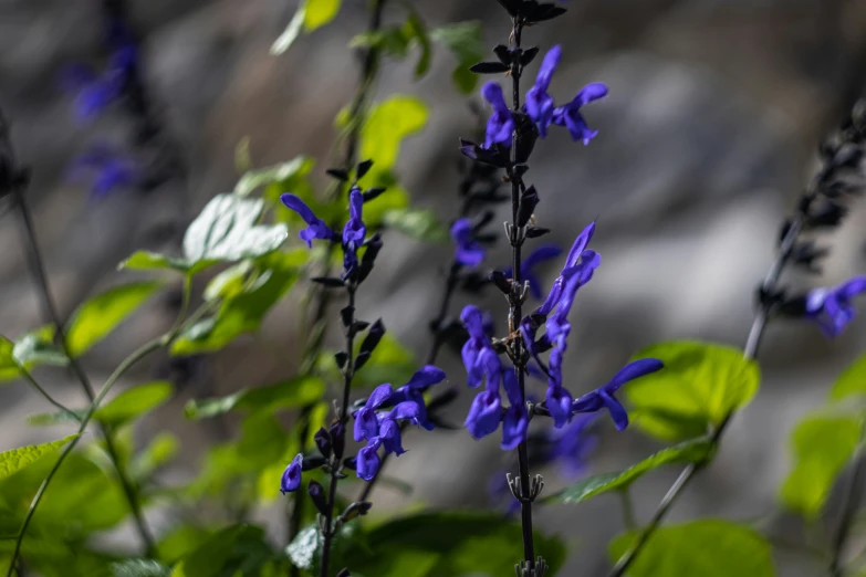 a close up view of a blue flower