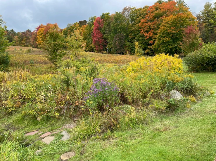 a field with some yellow, purple and orange flowers