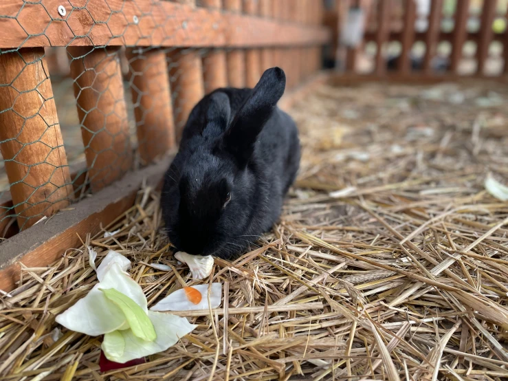 a black bunny eating some paper flowers on straw