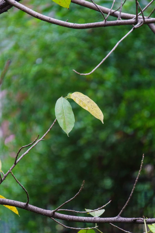 an image of a tree with leaves that are on it