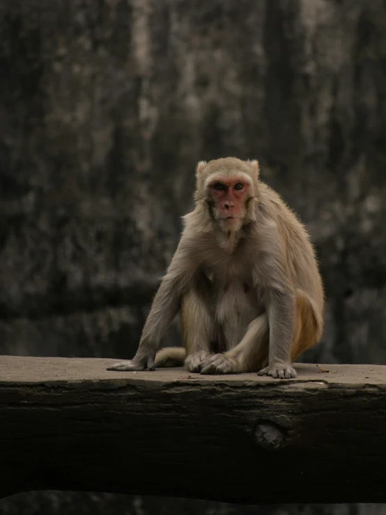 a monkey sitting on a wooden structure in front of a rock wall