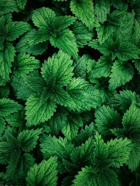 closeup of green leaves showing the vint details