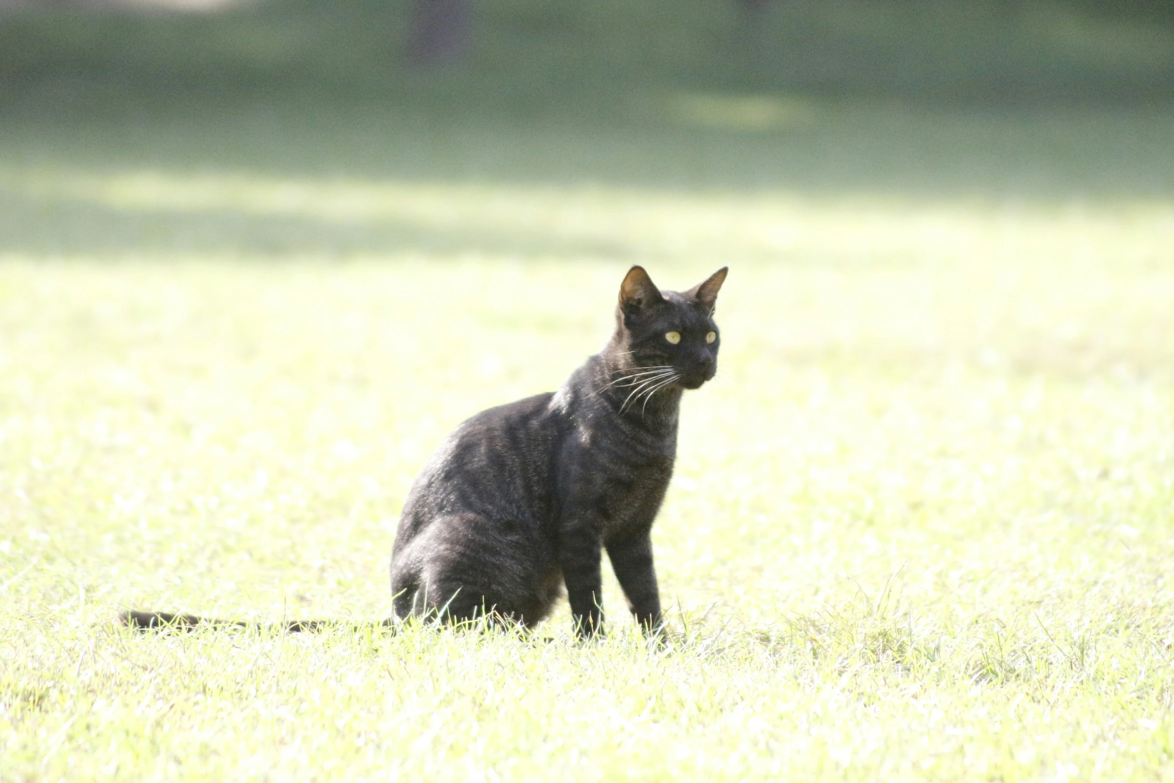 a black cat sits in the middle of a grassy field