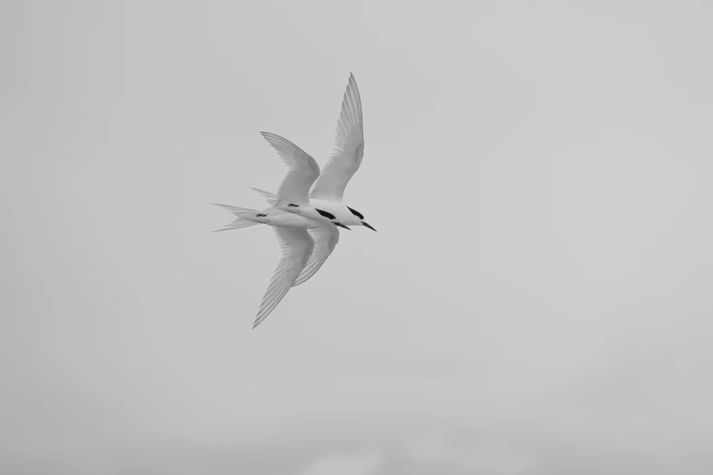 the birds are flying very close together in the sky