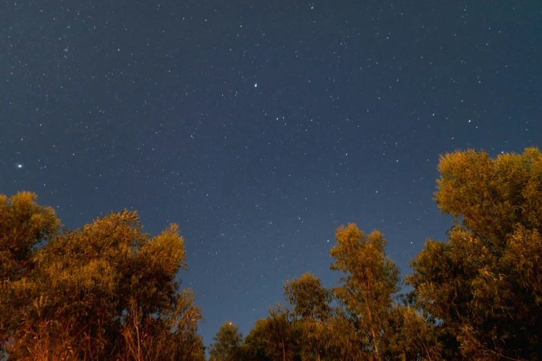 the sky above the trees is very clear