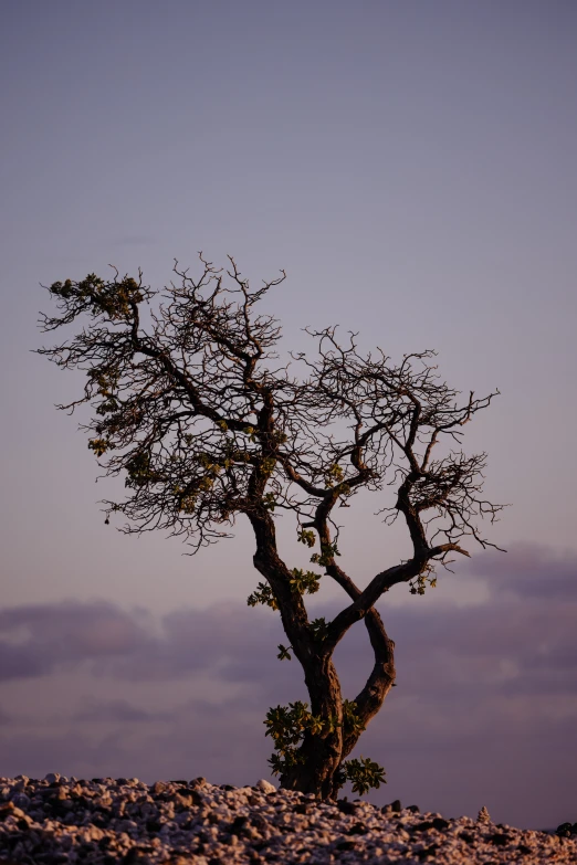 a lone tree is standing alone at the beach