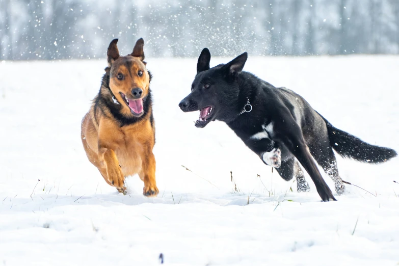 two large dogs playing in the snow in the field