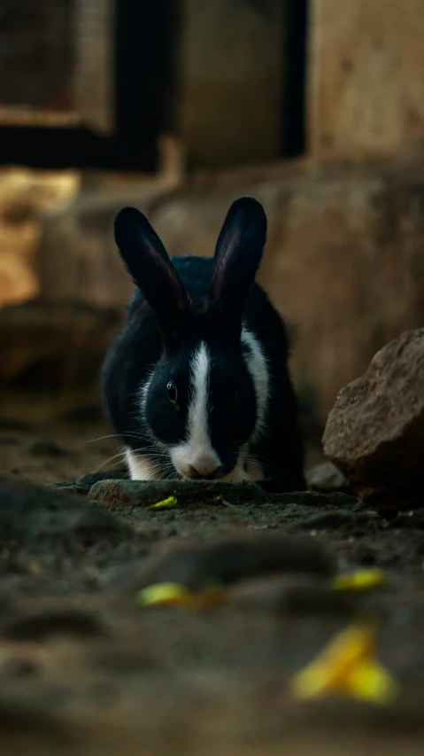 a black and white bunny in front of some rocks