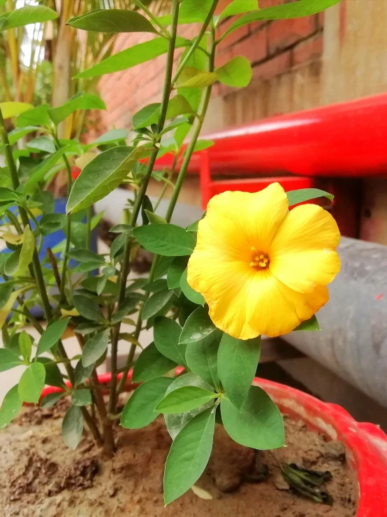 a single flower blooming out from a clay pot