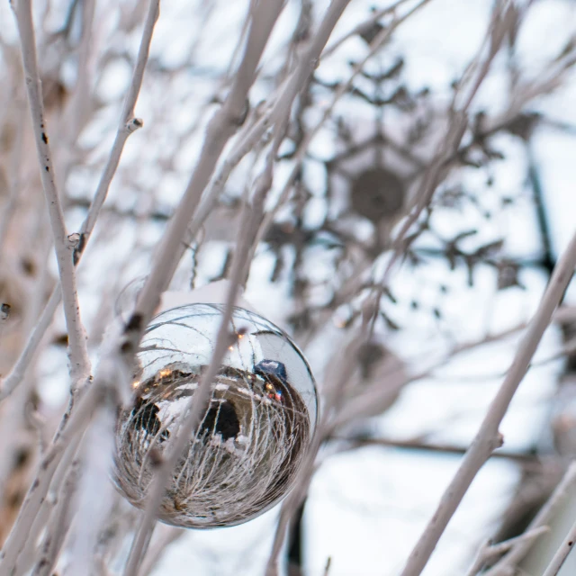 a glass ball is stuck in the tree nch