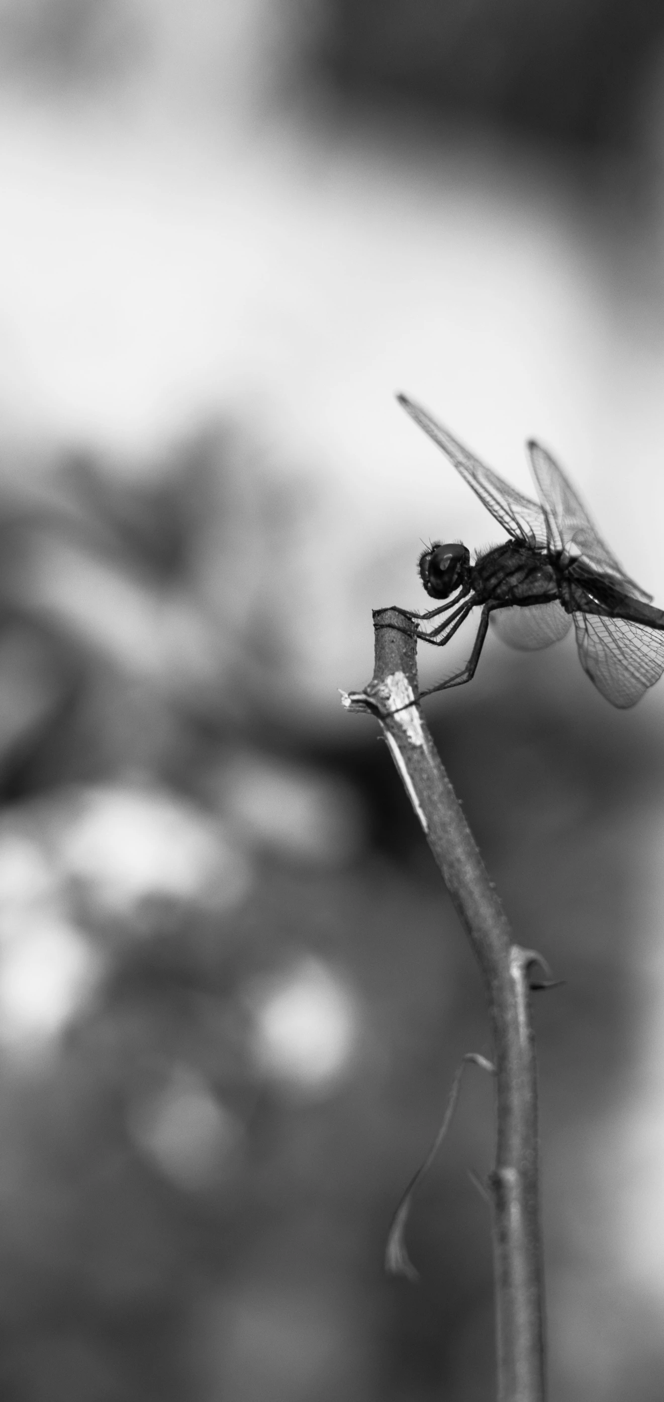 a black and white picture of a small dragon fly perched on a thin blade