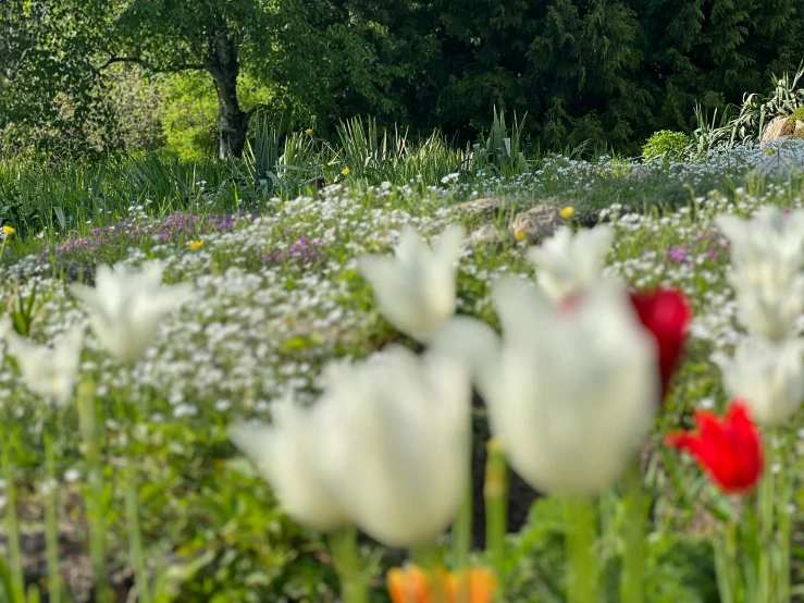 the trees and flowers are visible in this pograph