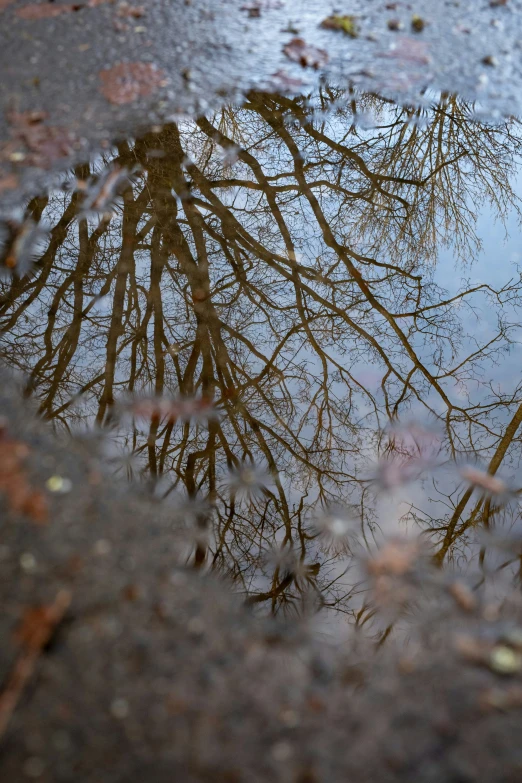 tree leaves are seen in a dle of water