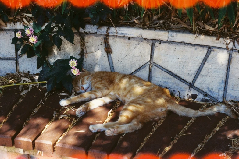 an orange and white cat laying on the ground next to flowers