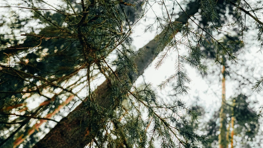 a white sky over a large tree covered in leaves