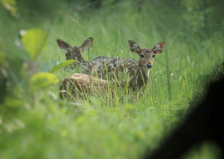 two young deer sitting in the grass together