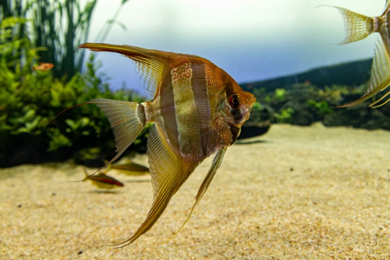 a close up of a fish near some sand