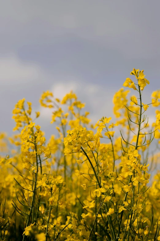 yellow flowers in full bloom with blue sky