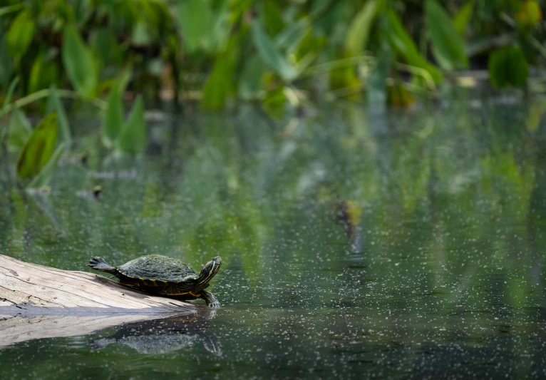 the turtle is swimming on a log in the water