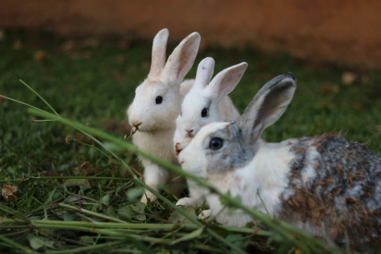two rabbits sitting on top of green grass