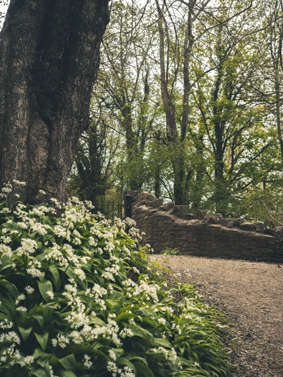 a view of some white flowers growing on the side of a road