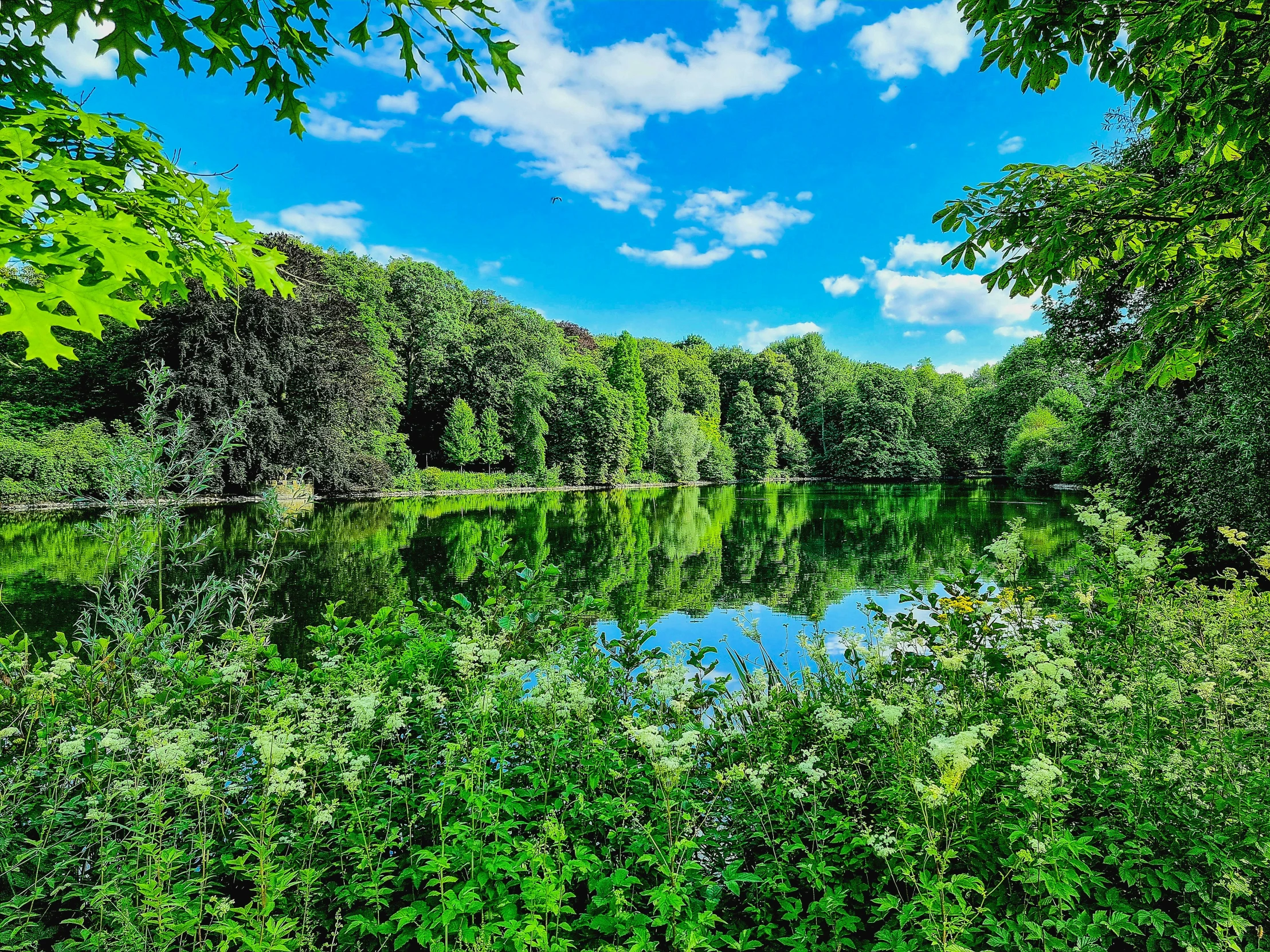 a tree filled lake is seen from underneath a canopy