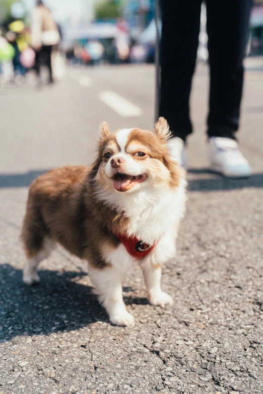 small brown and white dog standing on pavement