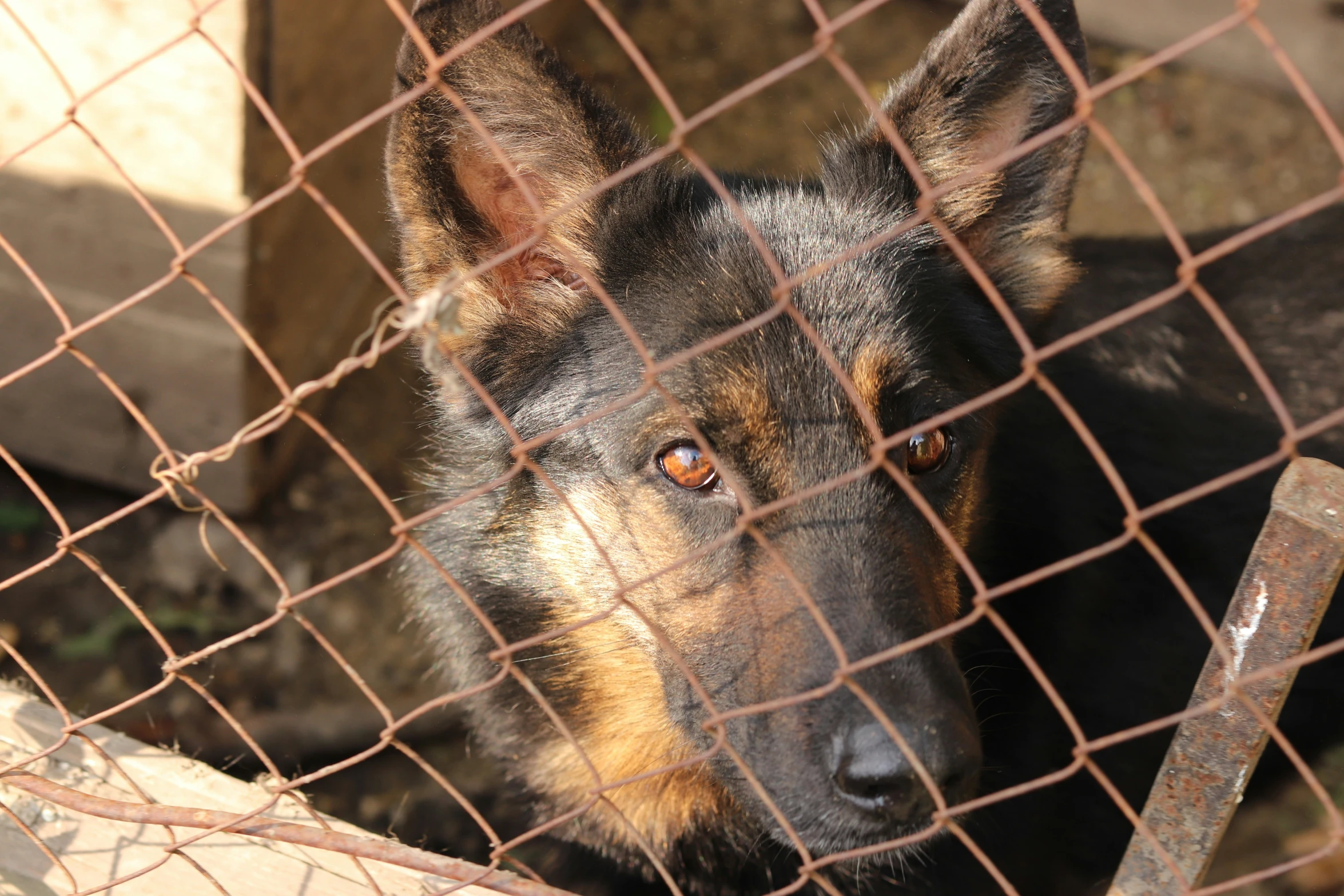 a black and brown dog behind a chain link fence