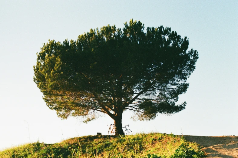 an image of an abstract style tree with two people on it