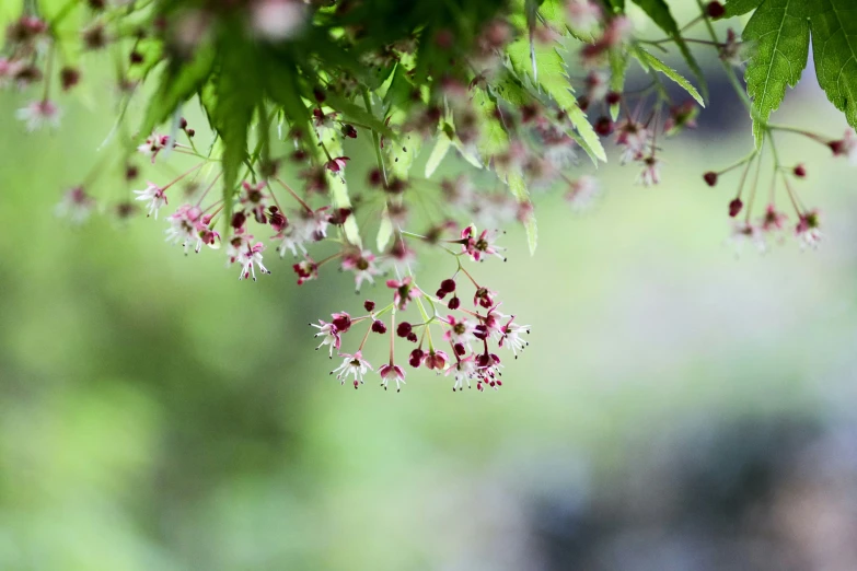 pink and white flower with a green background