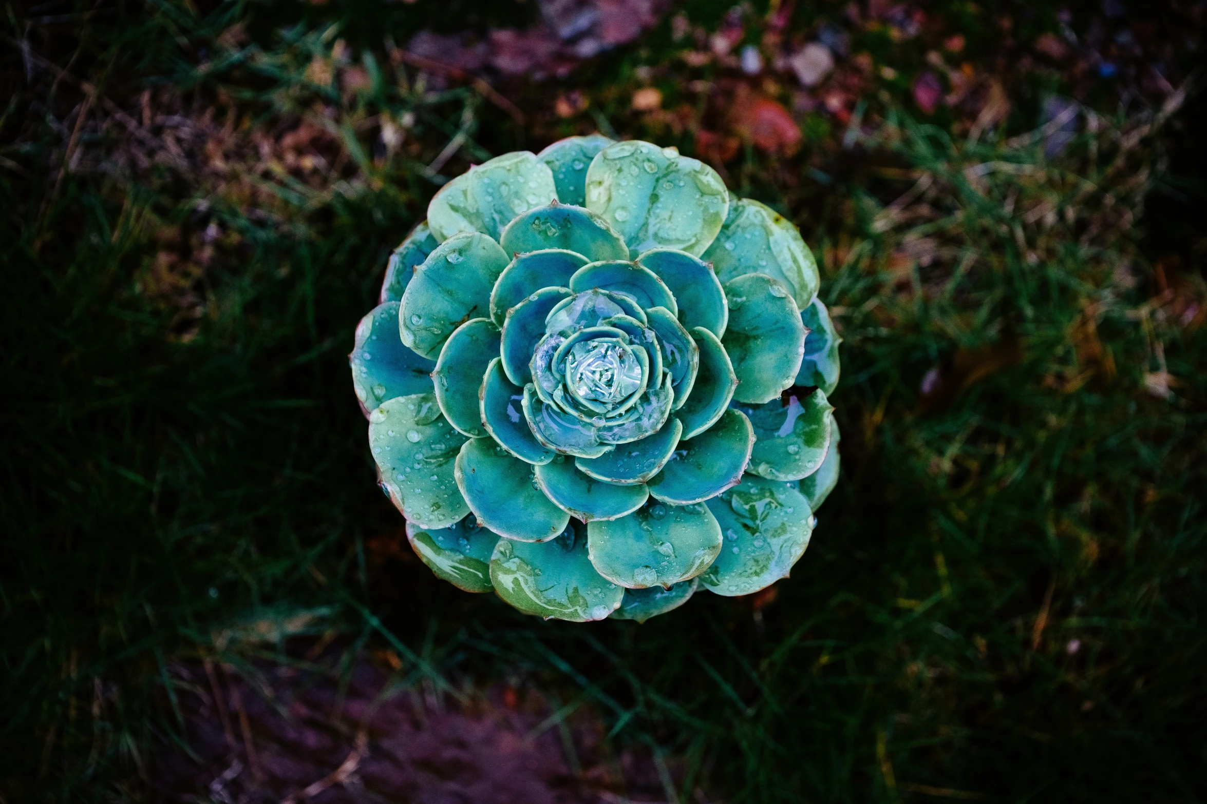 an image of a large green plant sitting in the grass