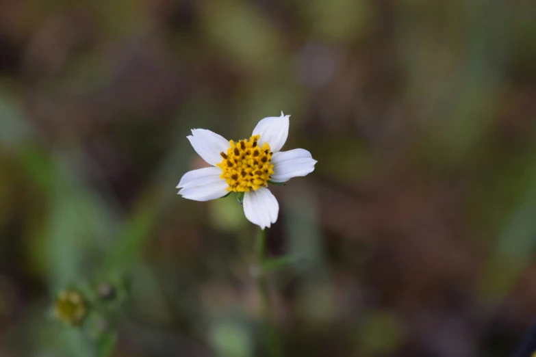 a small white flower with yellow center in front of a bush