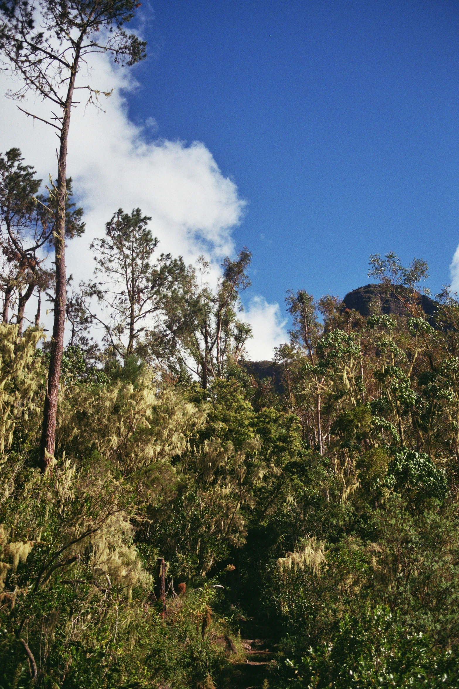 the hill is surrounded by some large trees