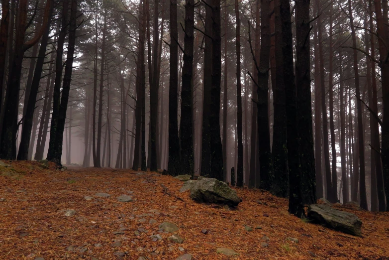 a lone tree sits on a hill covered with leaves