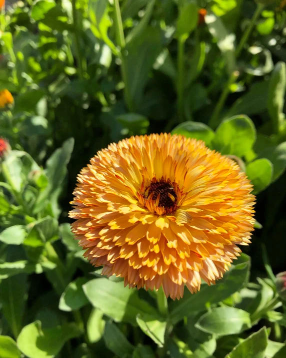 a yellow flower with very tiny petals in the middle of green bushes