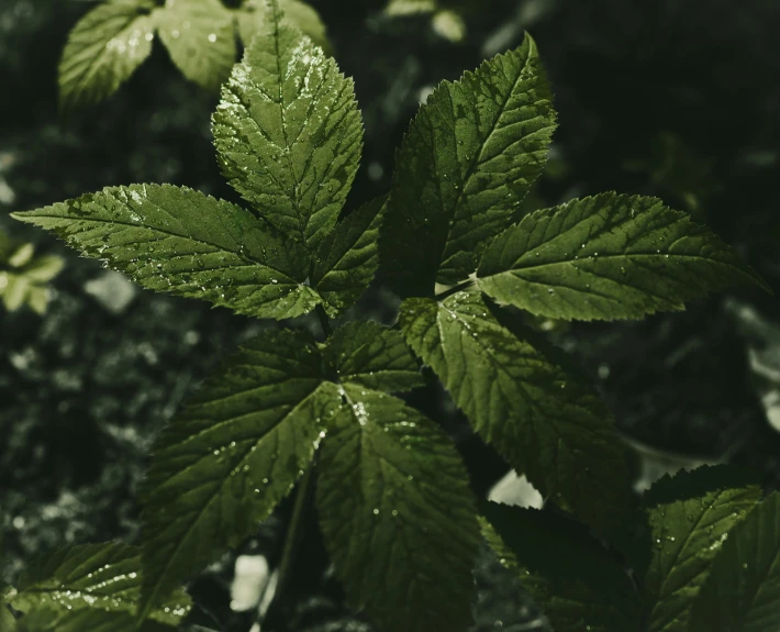 some green leaves with water drops hanging down