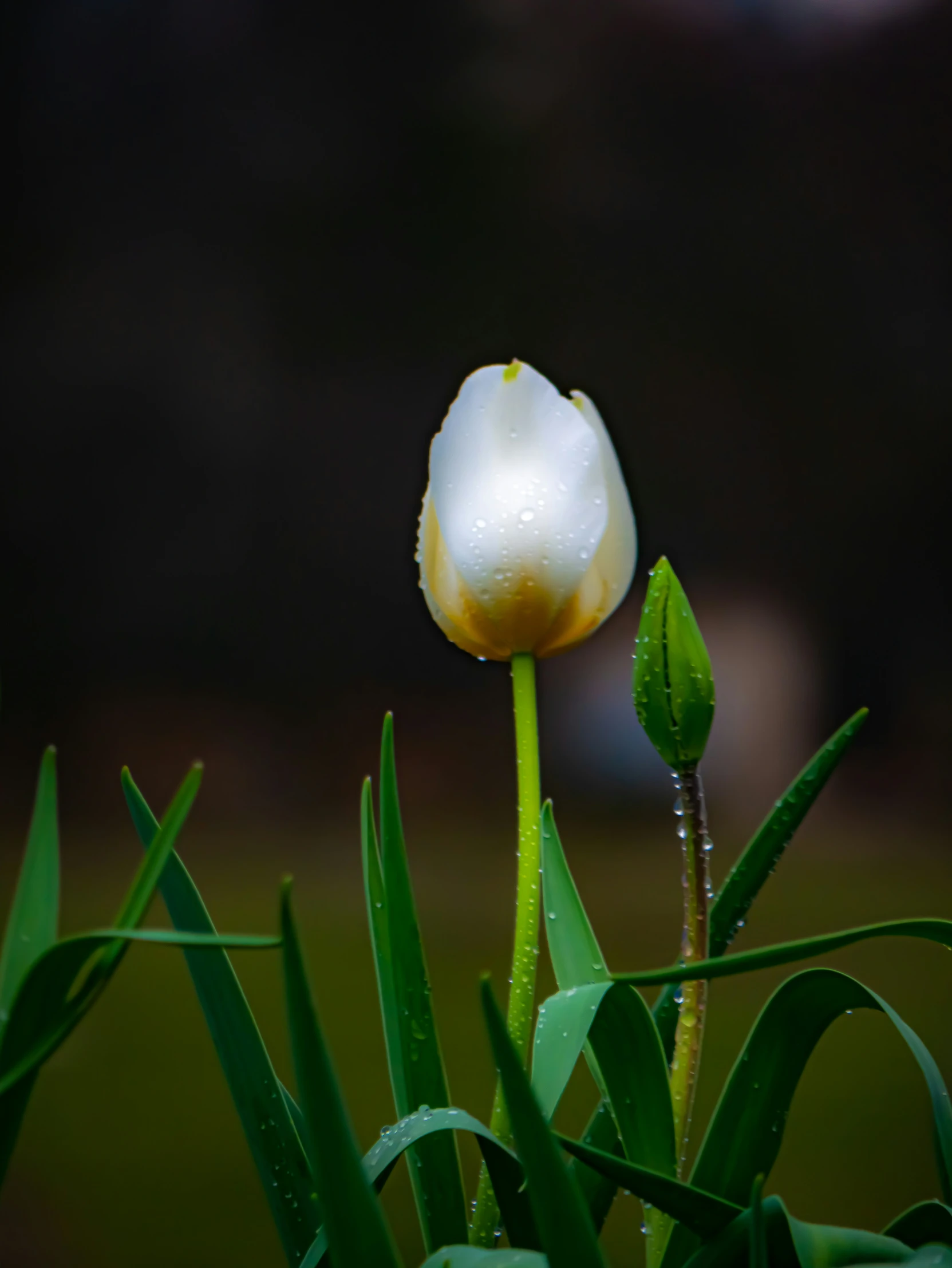 a white flower is sitting in the middle of green grass