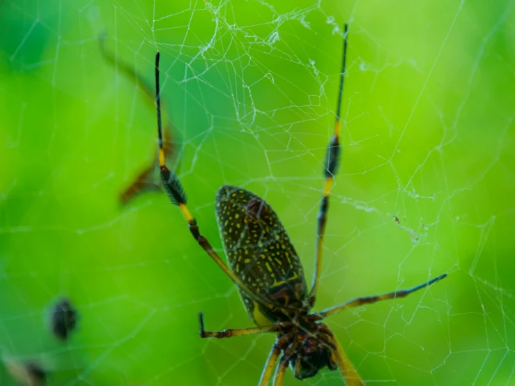 a spider sitting on a web, next to it's prey