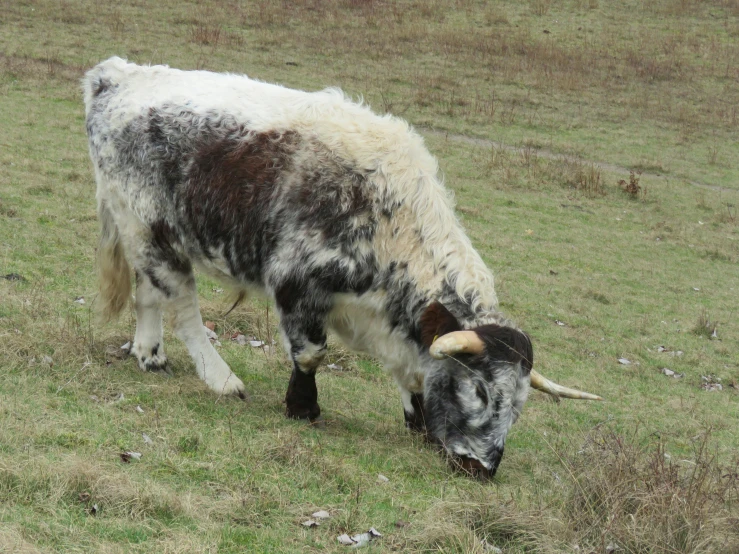 there is a cow standing alone in the grass