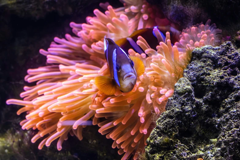an orange and pink clown fish floating by in water