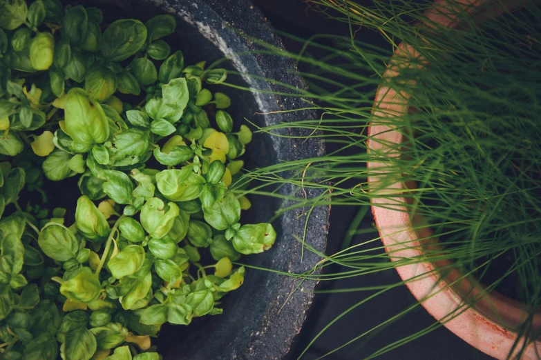 small green plants in pots on a table