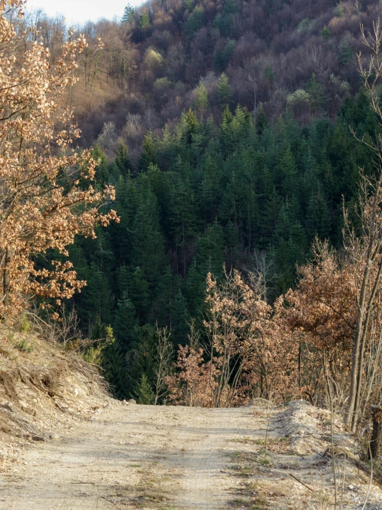 the bear is standing next to the dirt road