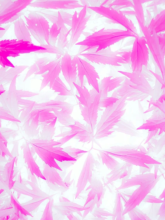 the abstract image features various pink leaves