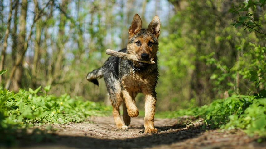 there is a dog that is walking on the path