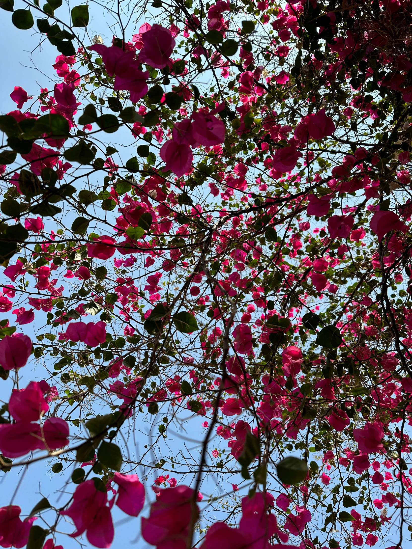 some pink flowers growing around a tree