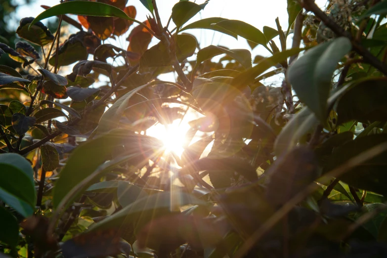 the sun peeking out through the nches of an apple tree