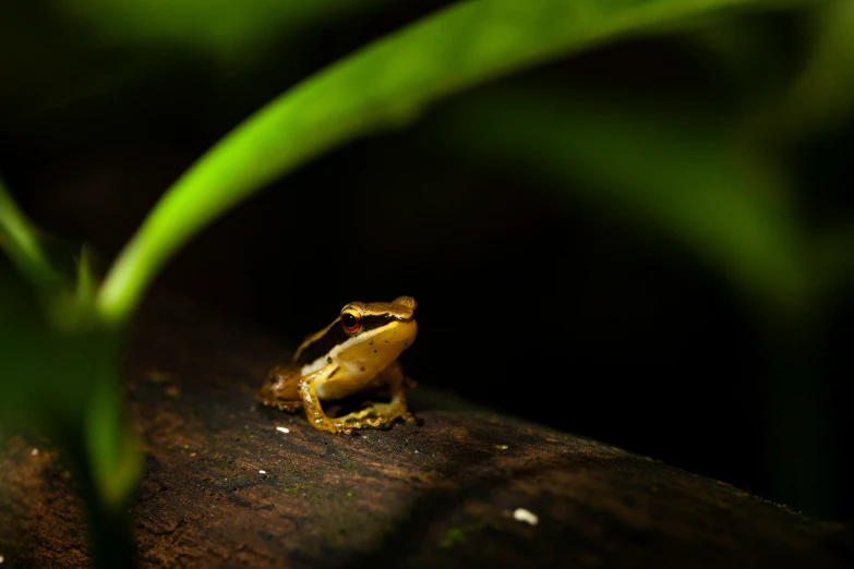 a frog is sitting on the edge of a plank