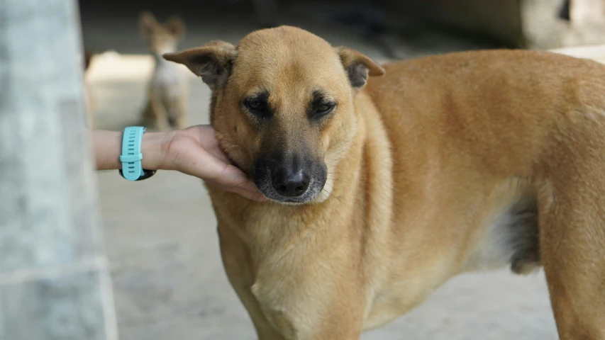 a person petting a dog that is holding a collar